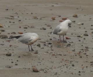 Crónicas gavioteras: gaviotas pequeñas