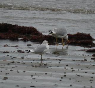 Crónicas gavioteras: gaviotas pequeñas