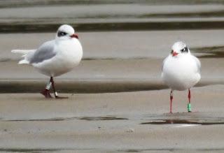 Crónicas gavioteras: gaviotas pequeñas