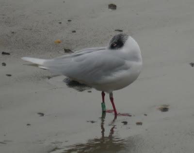 Crónicas gavioteras: gaviotas pequeñas