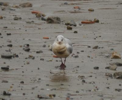 Crónicas gavioteras: gaviotas pequeñas