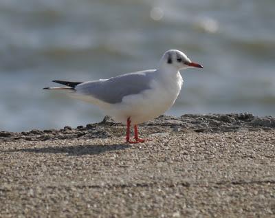 Crónicas gavioteras: gaviotas pequeñas