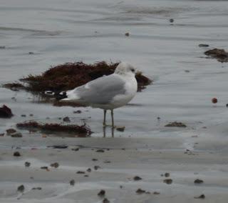 Crónicas gavioteras: gaviotas pequeñas