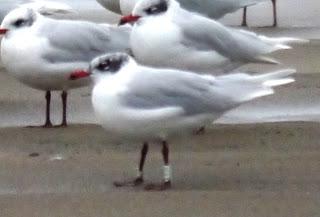 Crónicas gavioteras: gaviotas pequeñas