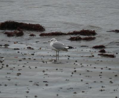 Crónicas gavioteras: gaviotas pequeñas