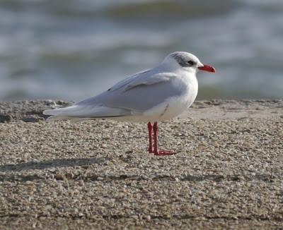 Crónicas gavioteras: gaviotas pequeñas