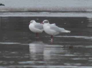 Crónicas gavioteras: gaviotas pequeñas