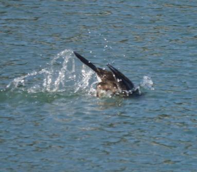La zambullida del cormorán moñudo