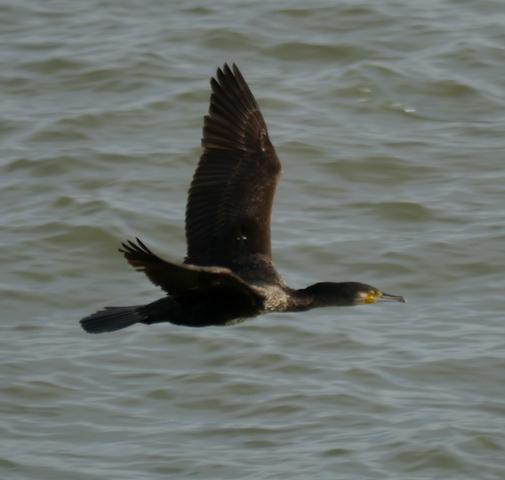 La zambullida del cormorán moñudo