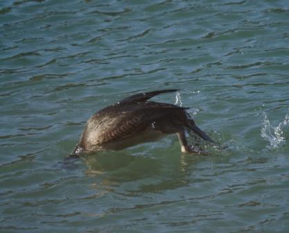 La zambullida del cormorán moñudo