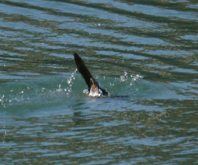 La zambullida del cormorán moñudo