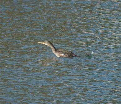 La zambullida del cormorán moñudo