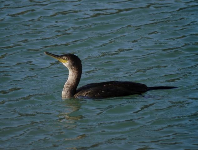 La zambullida del cormorán moñudo