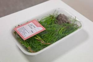 Aplicación para la exposición de Oh Tannebaum en el instituto Goethe image003