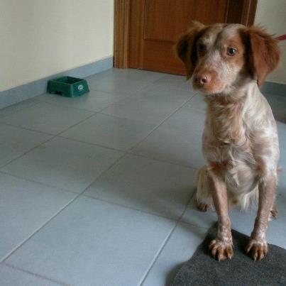 Foto: Esta en la perrera desde: enero 2013 Esta à la fourrière depuis: janvier 2013  GASPAR, precioso perrito de mas un menos un año que ha sido rescatado por una compañeras voluntarias, estaba abandonado en un poligono industrial y se dejo coger por ellas sin ningun problema, es decir si es sociable. Gaspar probablemente ha ya sido abandonado por no servir para la caza. Este peque es un verdadero encanto, necesita un hogar ya...por favor maxima difusion para el peque. Gracias  CONTACTO:  marimari560@hotmail.com TELEFONO:  639 81 32 80  GASPAR, magnifique toutou d'environ un an. Il a été trouvé dans une zone indsutrielle par des bénévoles de la fourrière et c'est laissé approché et prendre sans problème, c'est dire si Gaspar est sociable...il a probablement été abandonné pour n'avoir pas servi à la chasse. C'est un amour de chien qui a urgemment besoin d'un foyer. S'il-vous-plaît maxi diffusion pour lui. Merci