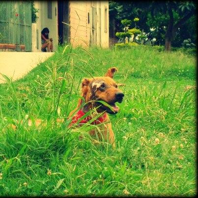 Foto: 9-1-13 GASPER, es un perro que fue quemado con agua hervida, estaba gravísimo cuando lo recibimos. HOY LUEGO DE TANTO DOLOR, YA ESTÁ RECUPERADO, y espera un hogar para ser feliz.- Recorre este album para que conozcas su historia y puedas ver toda su recuperación .- ADÖPTA ANIMALES RESCATADOS! gracias por difundir