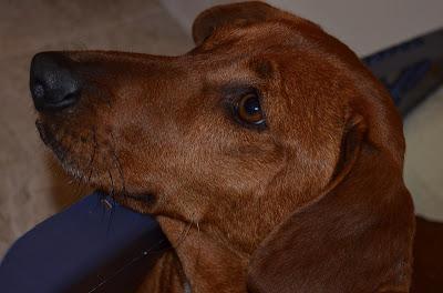 TURRÓN, ATROPELLADO URGENTE OPERARLO, SE NECESITA AYUDA POR FAVOR!!!