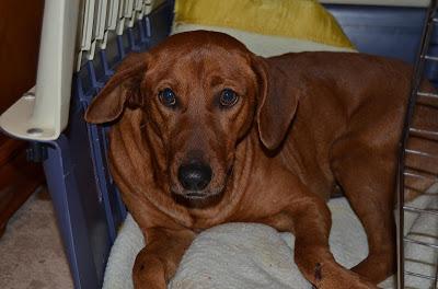 TURRÓN, ATROPELLADO URGENTE OPERARLO, SE NECESITA AYUDA POR FAVOR!!!