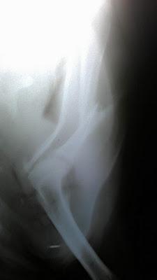 TURRÓN, ATROPELLADO URGENTE OPERARLO, SE NECESITA AYUDA POR FAVOR!!!