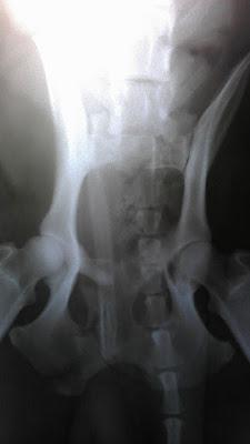 TURRÓN, ATROPELLADO URGENTE OPERARLO, SE NECESITA AYUDA POR FAVOR!!!