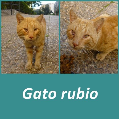 Gato rubio mal viviendo en la ciudad de Sevilla.