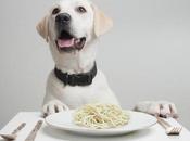 dieta rica almidón convirtió perro mejor amigo hombre