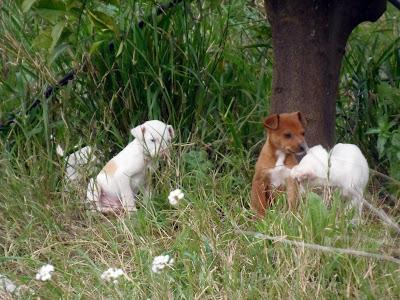 CASO EXTREMO EN ZONA DE CAZADORES!! MAMA PODENCA Y CINCO CACHORROS,