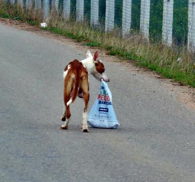 CASO EXTREMO EN ZONA DE CAZADORES!! MAMA PODENCA Y CINCO CACHORROS,