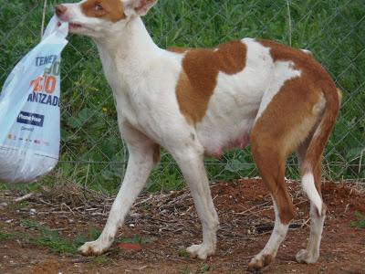CASO EXTREMO EN ZONA DE CAZADORES!! MAMA PODENCA Y CINCO CACHORROS,