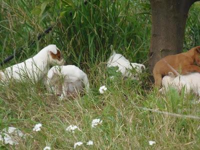 CASO EXTREMO EN ZONA DE CAZADORES!! MAMA PODENCA Y CINCO CACHORROS,