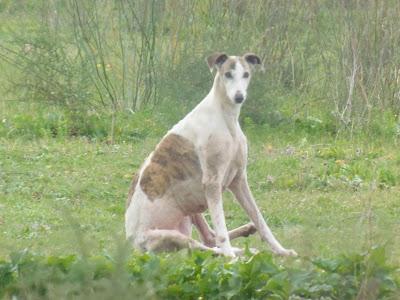 OTRO CASO DE EXTREMA URGENCIA!! TRES GALGAS ESQUELÉTICAS CON MUCHISIMOS PROBLEMAS DE PIEL. (SEVILLA)