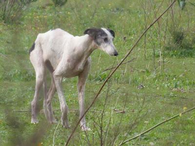 OTRO CASO DE EXTREMA URGENCIA!! TRES GALGAS ESQUELÉTICAS CON MUCHISIMOS PROBLEMAS DE PIEL. (SEVILLA)