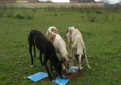 OTRO CASO DE EXTREMA URGENCIA!! TRES GALGAS ESQUELÉTICAS CON MUCHISIMOS PROBLEMAS DE PIEL. (SEVILLA)