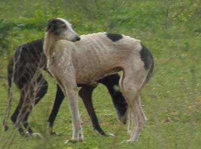 OTRO CASO DE EXTREMA URGENCIA!! TRES GALGAS ESQUELÉTICAS CON MUCHISIMOS PROBLEMAS DE PIEL. (SEVILLA)