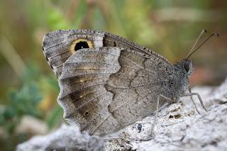 Para ampliar Hipparchia statilinus (sátiro moreno) hacer clic