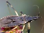 Oncocephalus acutangulus (Reuter, 1882)