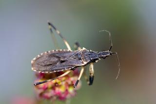 Para ampliar Oncocephalus acutangulus hacer clic