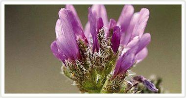 Propiedades Medicinales del Astragalo