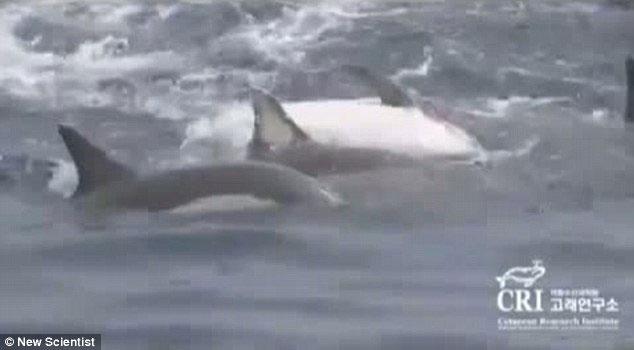 delfines forman una balsa salvavidas para ayudar a una hembra enferma