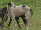 Otro caso extrema urgencia!! tres galgas esqueléticas muchisimos problemas piel. (sevilla)