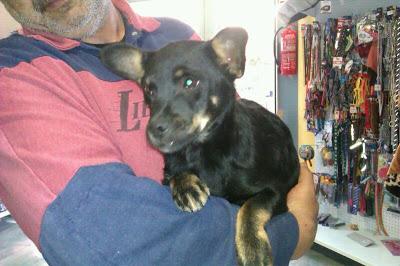 Jaimito, 4 meses necesita acogida URGENTEMENTE o ira a la calle. (MURCIA‏)