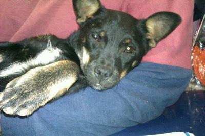 Jaimito, 4 meses necesita acogida URGENTEMENTE o ira a la calle. (MURCIA‏)