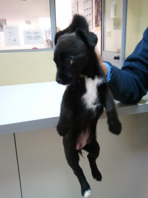 POLVORILLA, BEBITA DE MENOS DE 1 KG EN SACRIFICIO, MUY URGENTE!!