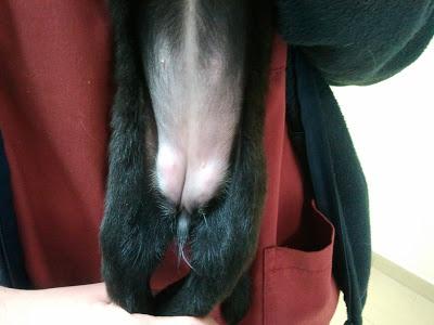 POLVORILLA, BEBITA DE MENOS DE 1 KG EN SACRIFICIO, MUY URGENTE!!