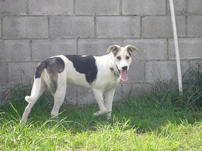 PUPPY Y APU, SALIÓ MAL SU ADOPCIÓN, BUSCAN NUEVAMENTE UN HOGAR. (ASTURIAS)