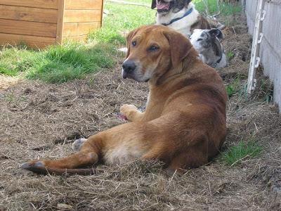 PUPPY Y APU, SALIÓ MAL SU ADOPCIÓN, BUSCAN NUEVAMENTE UN HOGAR. (ASTURIAS)