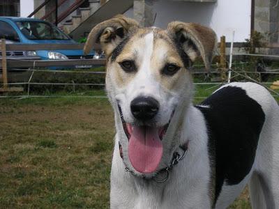 PUPPY Y APU, SALIÓ MAL SU ADOPCIÓN, BUSCAN NUEVAMENTE UN HOGAR. (ASTURIAS)