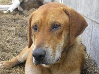 PUPPY Y APU, SALIÓ MAL SU ADOPCIÓN, BUSCAN NUEVAMENTE UN HOGAR. (ASTURIAS)