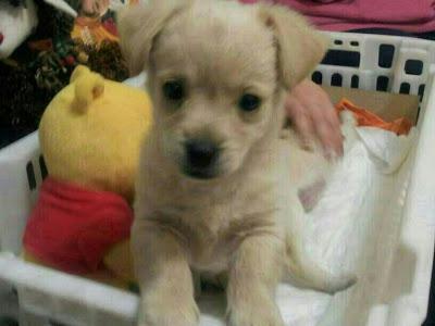 Golfo, cachorrín de dos meses y medio y tamaño pequeño, en adopción‏.