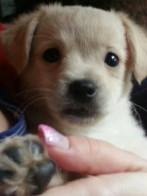 Golfo, cachorrín de dos meses y medio y tamaño pequeño, en adopción‏.